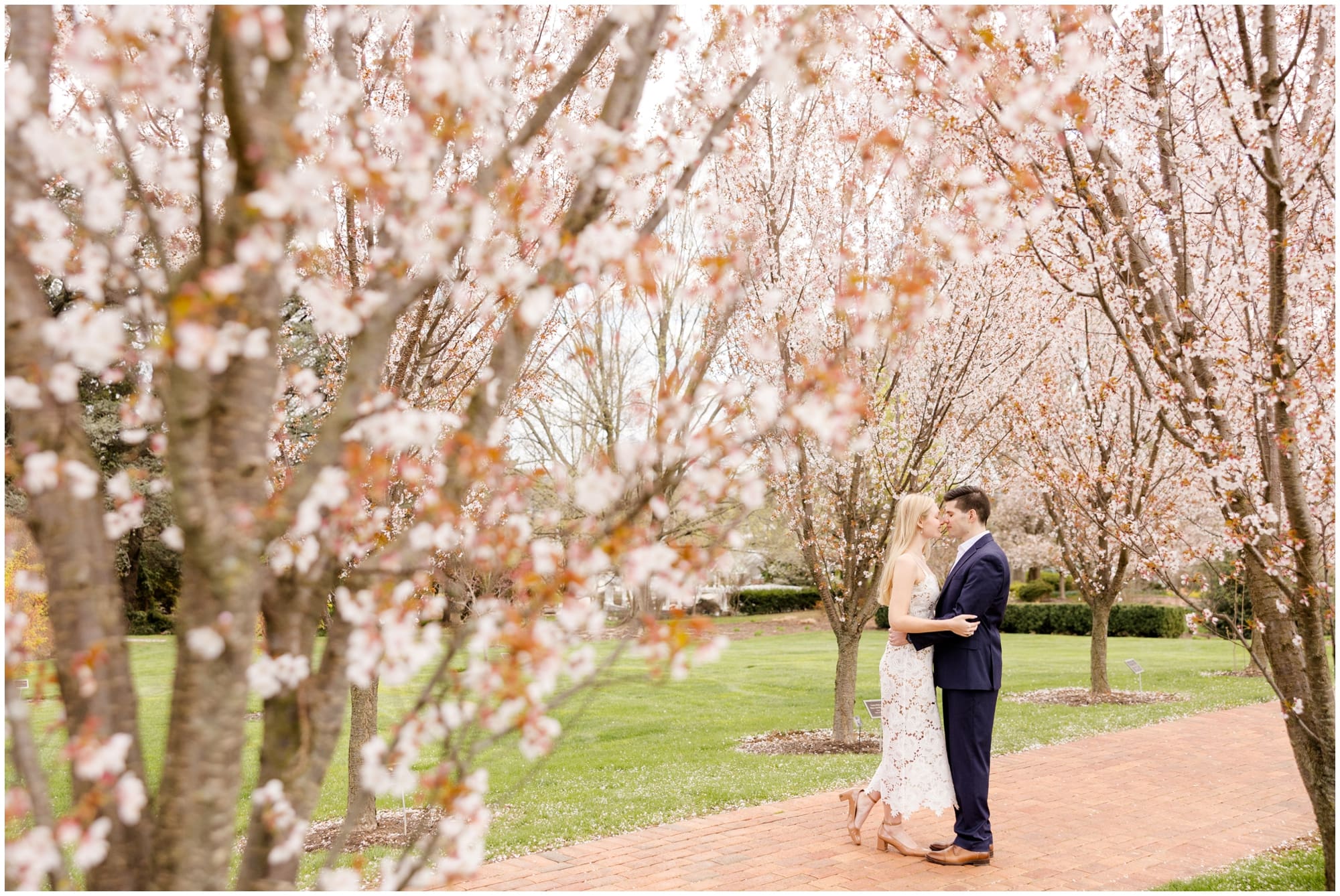 Romantic spring engagement photos at Hershey Gardens with blooming cherry blossoms