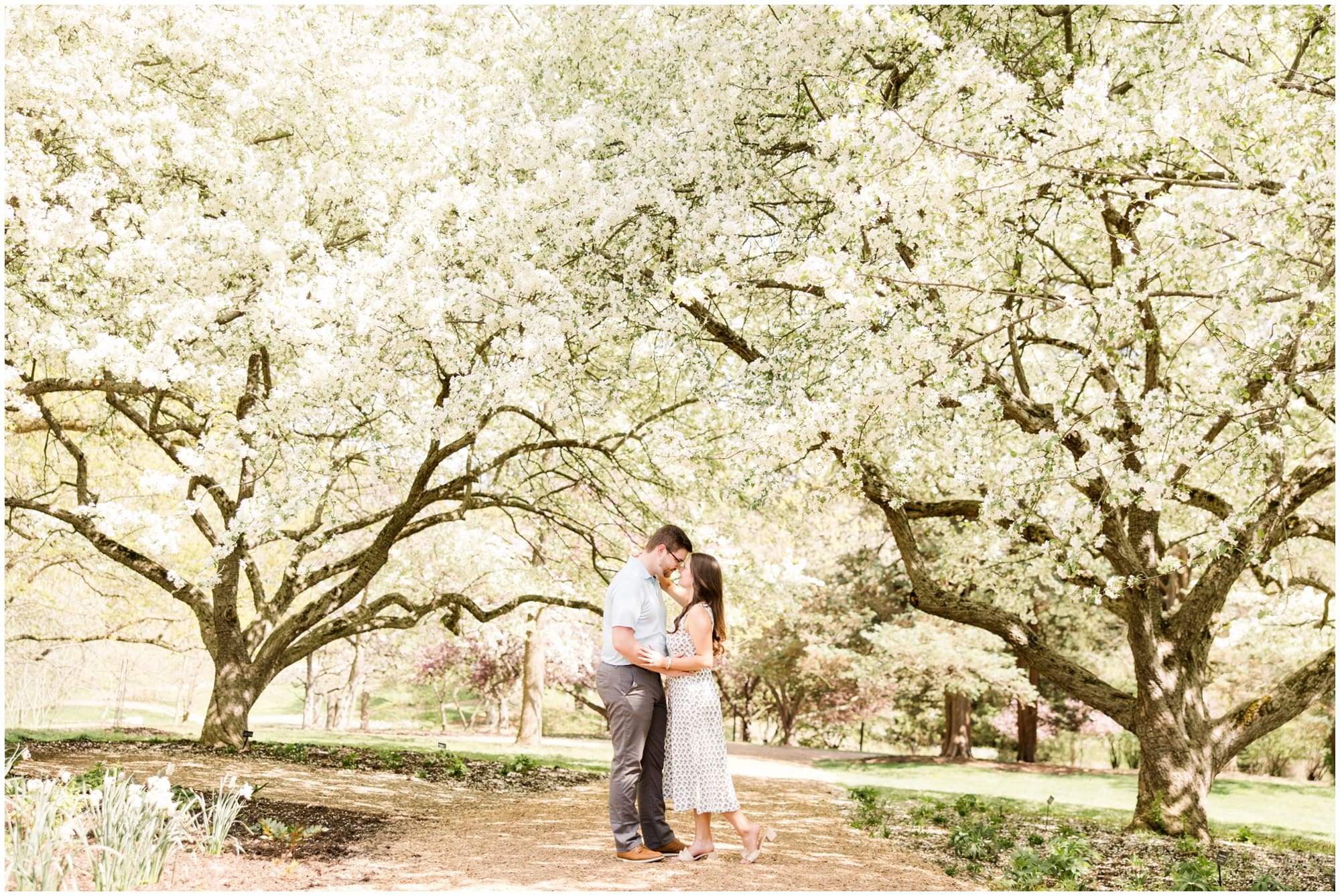 Surprise proposal at Hershey Gardens under blooming spring trees in Hershey PA
